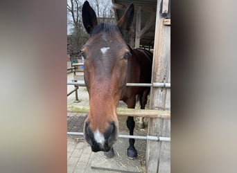 Sportivo Tedesco / Sportivo della Germania, Castrone, 7 Anni, 182 cm, Baio