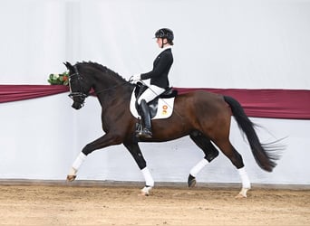 Sportivo Tedesco / Sportivo della Germania, Castrone, 7 Anni, Baio scuro
