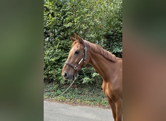 Sportivo Tedesco / Sportivo della Germania, Castrone, 7 Anni