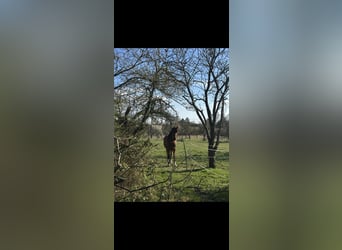 Sportivo Tedesco / Sportivo della Germania, Castrone, 8 Anni, 165 cm, Baio