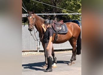Sportivo Tedesco / Sportivo della Germania, Castrone, 8 Anni, 165 cm, Baio