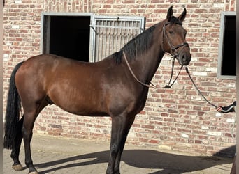Sportivo Tedesco / Sportivo della Germania, Castrone, 8 Anni, 166 cm, Baio