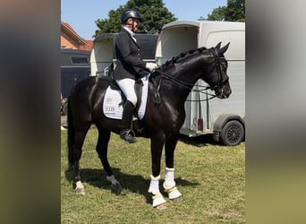 Sportivo Tedesco / Sportivo della Germania, Castrone, 8 Anni, 166 cm, Morello