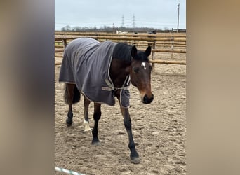 Sportivo Tedesco / Sportivo della Germania, Castrone, 8 Anni, 168 cm, Baio scuro