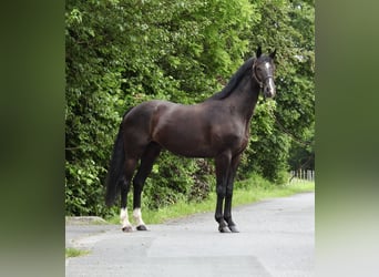 Sportivo Tedesco / Sportivo della Germania, Castrone, 8 Anni, 168 cm, Morello