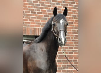 Sportivo Tedesco / Sportivo della Germania, Castrone, 8 Anni, 168 cm, Morello