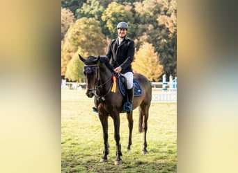 Sportivo Tedesco / Sportivo della Germania, Castrone, 8 Anni, 170 cm, Baio