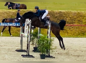 Sportivo Tedesco / Sportivo della Germania, Castrone, 8 Anni, 170 cm, Baio scuro