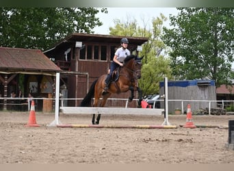 Sportivo Tedesco / Sportivo della Germania, Castrone, 8 Anni, 170 cm, Baio scuro