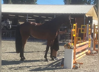Sportivo Tedesco / Sportivo della Germania, Castrone, 8 Anni, 170 cm, Baio scuro