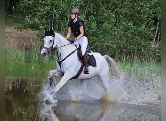 Sportivo Tedesco / Sportivo della Germania, Castrone, 8 Anni, 170 cm, Grigio