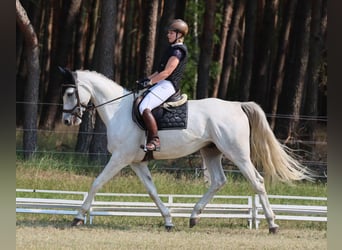 Sportivo Tedesco / Sportivo della Germania, Castrone, 8 Anni, 170 cm, Grigio