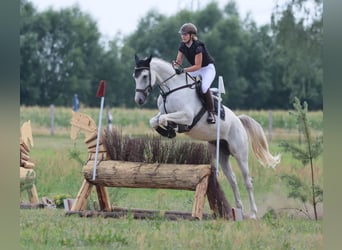 Sportivo Tedesco / Sportivo della Germania, Castrone, 8 Anni, 170 cm, Grigio