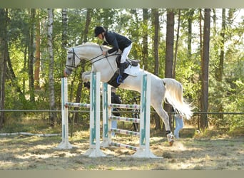 Sportivo Tedesco / Sportivo della Germania, Castrone, 8 Anni, 170 cm, Grigio