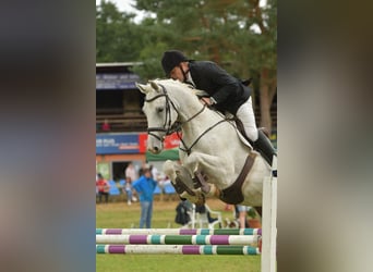 Sportivo Tedesco / Sportivo della Germania, Castrone, 8 Anni, 170 cm, Grigio
