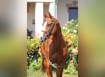 Sportivo Tedesco / Sportivo della Germania, Castrone, 8 Anni, 170 cm, Sauro
