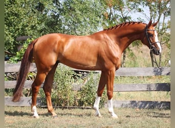 Sportivo Tedesco / Sportivo della Germania, Castrone, 8 Anni, 170 cm, Sauro