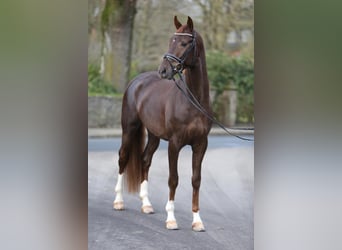 Sportivo Tedesco / Sportivo della Germania, Castrone, 8 Anni, 170 cm, Sauro scuro