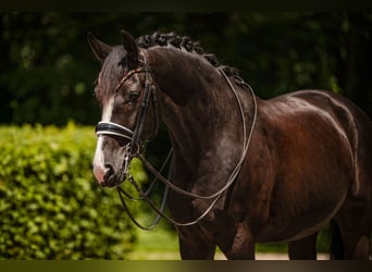 Sportivo Tedesco / Sportivo della Germania, Castrone, 8 Anni, 171 cm, Morello