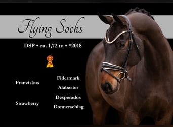 Sportivo Tedesco / Sportivo della Germania, Castrone, 8 Anni, 172 cm, Baio scuro