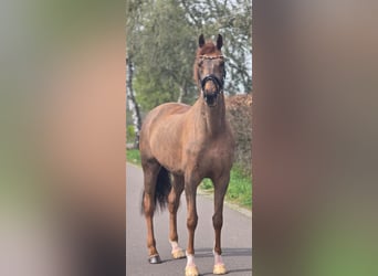 Sportivo Tedesco / Sportivo della Germania, Castrone, 8 Anni, 172 cm, Sauro scuro