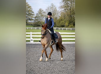 Sportivo Tedesco / Sportivo della Germania, Castrone, 8 Anni, 172 cm, Sauro scuro