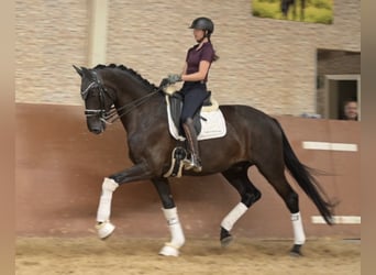 Sportivo Tedesco / Sportivo della Germania, Castrone, 8 Anni, 174 cm, Morello