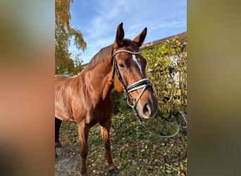 Sportivo Tedesco / Sportivo della Germania, Castrone, 8 Anni, 174 cm, Sauro scuro