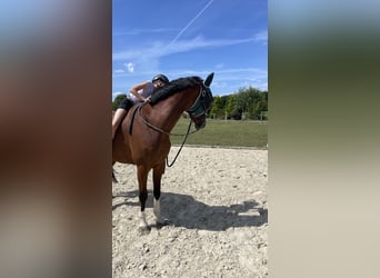 Sportivo Tedesco / Sportivo della Germania, Castrone, 8 Anni, 175 cm, Baio