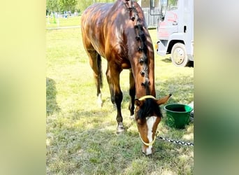 Sportivo Tedesco / Sportivo della Germania, Castrone, 8 Anni, 179 cm, Baio
