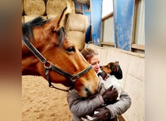 Sportivo Tedesco / Sportivo della Germania, Castrone, 8 Anni, 179 cm, Baio