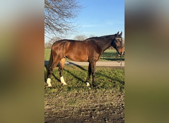 Sportivo Tedesco / Sportivo della Germania, Castrone, 8 Anni, 185 cm