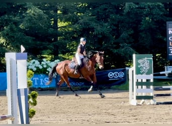 Sportivo Tedesco / Sportivo della Germania, Castrone, 8 Anni, Baio