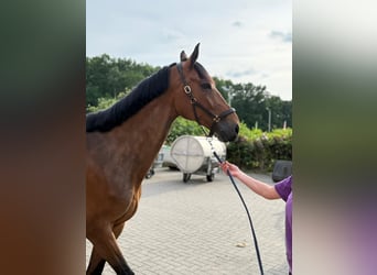 Sportivo Tedesco / Sportivo della Germania, Castrone, 8 Anni, Baio