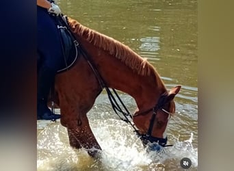 Sportivo Tedesco / Sportivo della Germania, Castrone, 9 Anni, 165 cm, Sauro