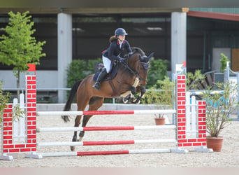 Sportivo Tedesco / Sportivo della Germania, Castrone, 9 Anni, 170 cm, Baio