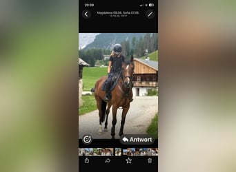 Sportivo Tedesco / Sportivo della Germania, Castrone, 9 Anni, 170 cm, Baio
