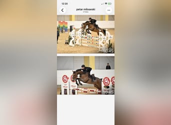 Sportivo Tedesco / Sportivo della Germania, Castrone, 9 Anni, 170 cm, Baio