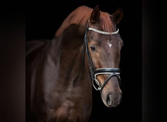 Sportivo Tedesco / Sportivo della Germania, Castrone, 9 Anni, 170 cm, Sauro scuro