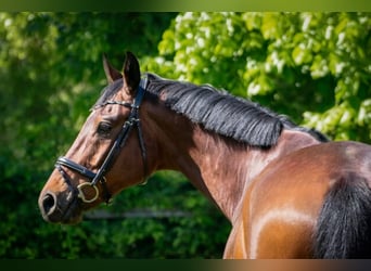 Sportivo Tedesco / Sportivo della Germania, Castrone, 9 Anni, 172 cm, Baio