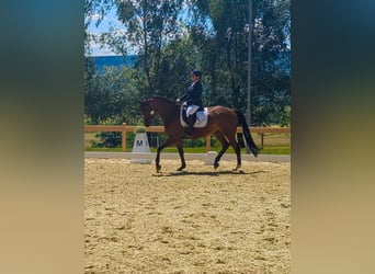 Sportivo Tedesco / Sportivo della Germania, Castrone, 9 Anni, 172 cm, Baio