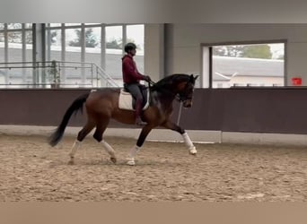 Sportivo Tedesco / Sportivo della Germania, Castrone, 9 Anni, 173 cm, Baio