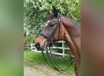 Sportivo Tedesco / Sportivo della Germania, Castrone, 9 Anni, 173 cm, Baio