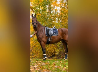 Sportivo Tedesco / Sportivo della Germania, Castrone, 9 Anni, 173 cm, Baio