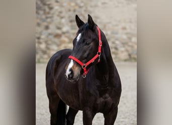 Sportivo Tedesco / Sportivo della Germania, Castrone, 9 Anni, 173 cm, Baio scuro