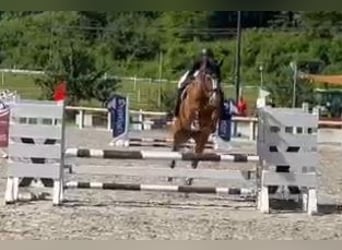 Sportivo Tedesco / Sportivo della Germania, Castrone, 9 Anni, 174 cm, Sauro