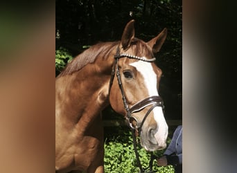 Sportivo Tedesco / Sportivo della Germania, Castrone, 9 Anni, 174 cm, Sauro