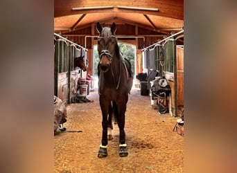 Sportivo Tedesco / Sportivo della Germania, Castrone, 9 Anni, 178 cm, Baio