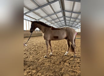 Sportivo Tedesco / Sportivo della Germania, Castrone, 9 Anni, 178 cm, Sauro