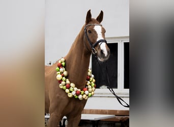 Sportivo Tedesco / Sportivo della Germania, Castrone, 9 Anni, 178 cm, Sauro